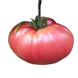 German Johnson Tomato Seeds - Large Tomato - One of The Most Delicious Tomatoes for Home Growing, Non GMO - Neonicotinoid-Free.