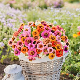 Zinnia Seeds (Dwarf) - Button Box Mix - 1 Ounce - Pink/Purple/Red Flower Seeds, Open Pollinated Seed Attracts Bees, Attracts Butterflies, Attracts Hummingbirds, Attracts Pollinators