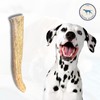 The Proper Hound Antler Dog Chew - Premium Elk Antlers
