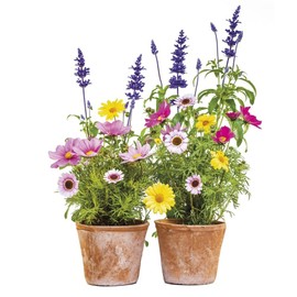 Komar - Window Sticker Springtime - 31 x 31 cm - Window Decoration, Window Sticker, Window Film, Flowers, Flower Pots, Natural - 16000, Multi-Colour