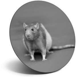Destination Vinyl ltd Magnet for Refrigerator, Fridge BW - Cute Fancy Rat Rodent Pet for Office, Cabinet and Whiteboard, Magnetic Stickers, 36097