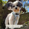 Lucy & Co. The Match Point No-Pull Dog Harness –