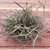 Mother Nature 25 Bulk Ball Clusters Of Tillandsia Recurvata, Air