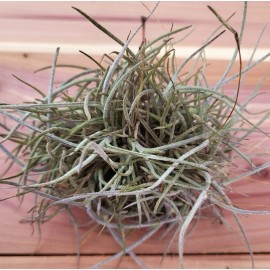 Mother Nature 25 Bulk Ball Clusters Of Tillandsia Recurvata, Air Plant, Texas Moss Crafts Gift