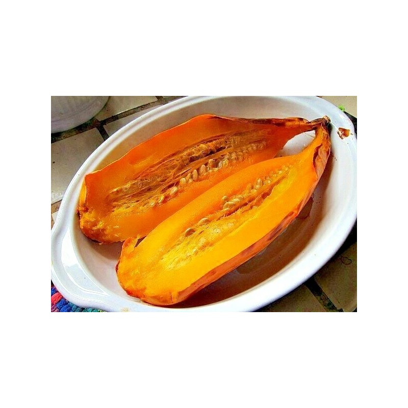FRONTIER SEED CO USA FANTASTIC FLAVOR Pink Banana Winter Squash