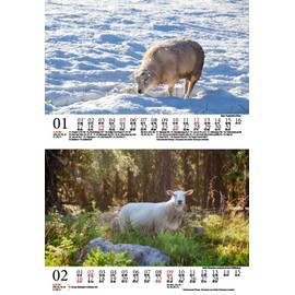 Schafszauber DIN A5 Wall Calendar for 2025 Sheep and Lambs – Set Contents: 1 x Calendar, 1 x Christmas Pendant, 1 x Greeting Tag (Total 3 Pieces)