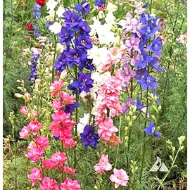 Rocket Larkspur Mixed Seeds