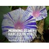Southern Seeds Morning Glory, Harlequin Mix - 25 Seeds, Heirloom