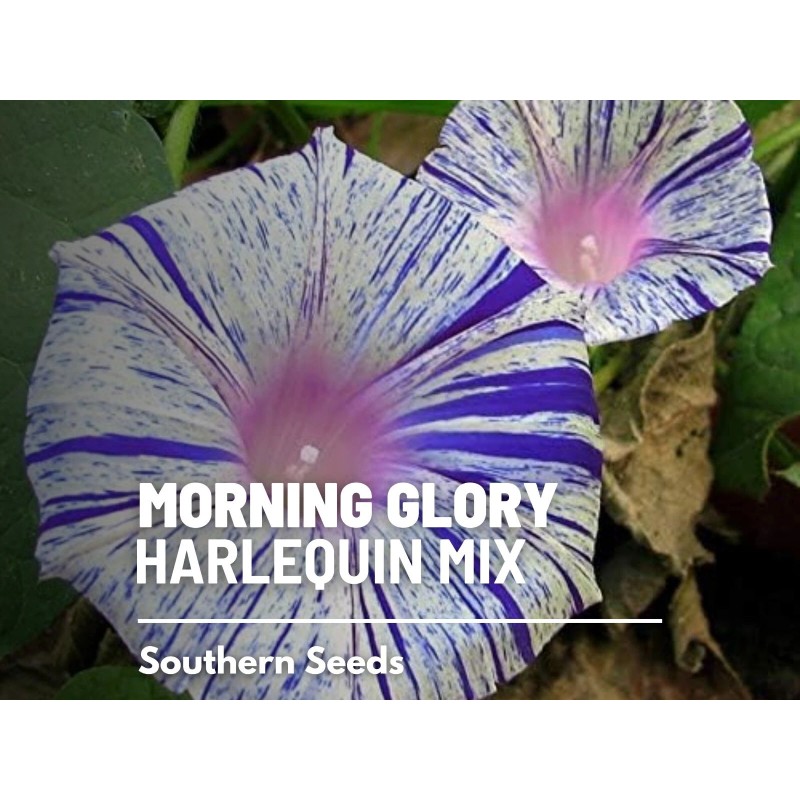Southern Seeds Morning Glory, Harlequin Mix - 25 Seeds, Heirloom