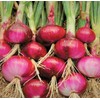 TomorrowSeeds - Ruby Red Onion Seeds - 1000+ Count -