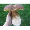 CEMEHA SEEDS Porcini Mushroom (King Boletus) Mycelium Spores Spawn Dried