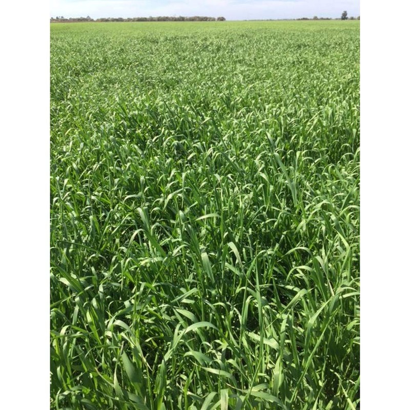 Hakubaku Superfood Burley Max 6.3 oz (180 g)