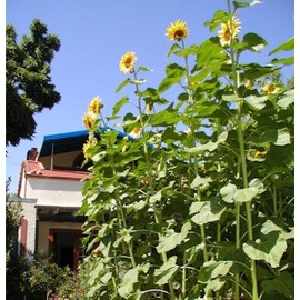 Fresh 50 SKYSCRAPER SUNFLOWER SEEDS Non-GMO USA Seller Free Shipping