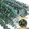 30pcs Eucalyptus for Shower,Dried Eucalyptus Bundle -17in Real Eucalyptus Stems,100%
