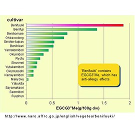 Benifuuki Japanese Green Tea 100g (3.52oz) x 1