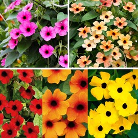 300+ Perennial Thunbergia Flower Seed for Planting-Non-GMO Heirloom Eyed Susan Vine Flower Seed Garden Home