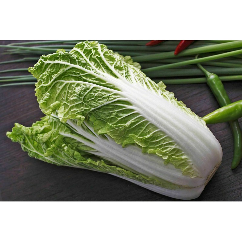 Mai's Family 500+ Napa Cabbage Michihili Heading Chinese Cabbage Non-GMO