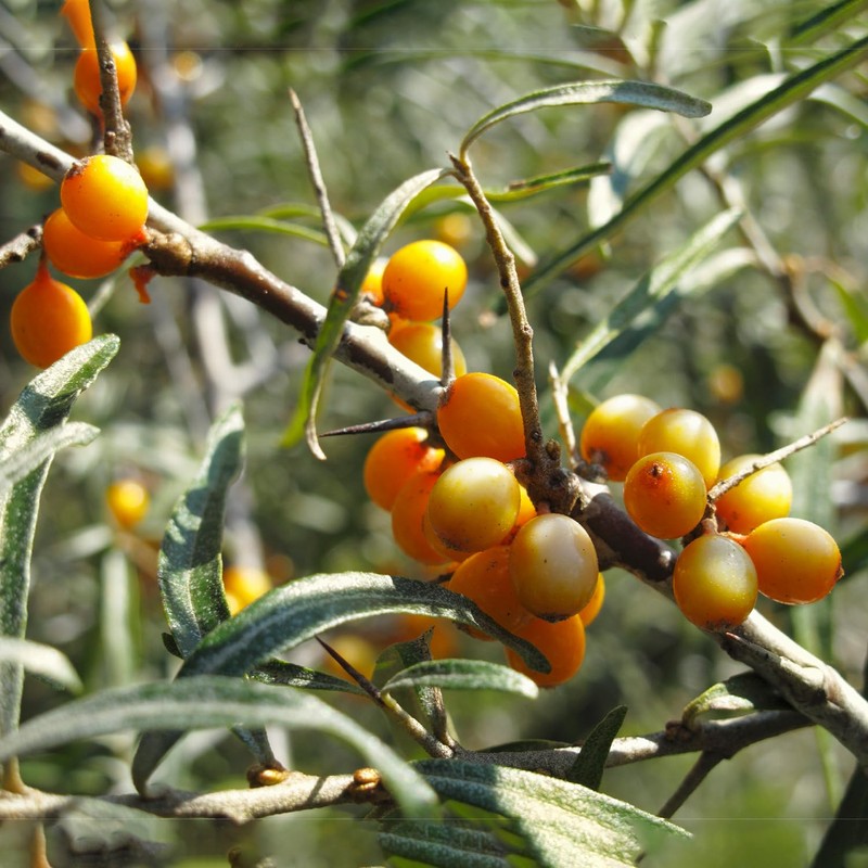 Gamila Secret Hand Cream 50ml, 1.7 oz (Japan import)