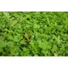 Seed Ranch Sixpoint Chicory Food Plot Seed - 1 lb.