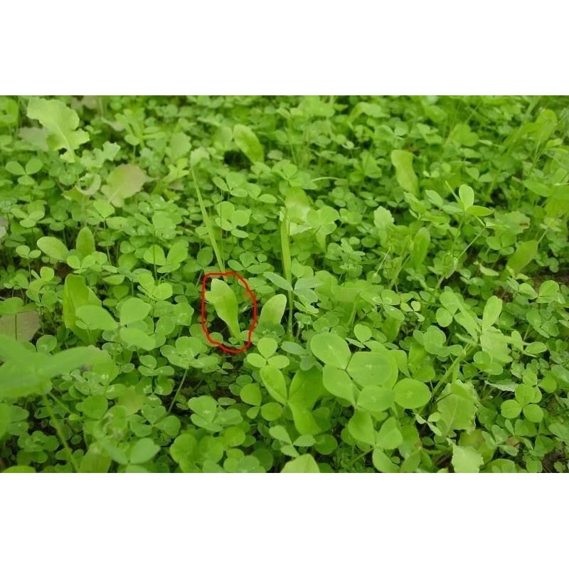 Seed Ranch Sixpoint Chicory Food Plot Seed - 1 lb.