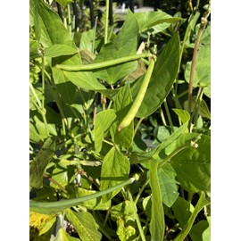 My Favorite Deals 25 Seeds Desi Chori Seeds, No Vines, Shrub Style chori, Indian Beans, Non-GMO, Organic