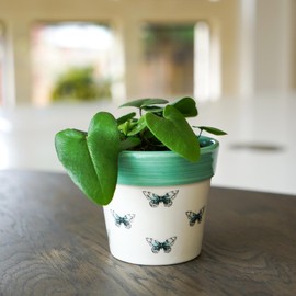 Ivyline Planter, Ceramic, Butterfly, 10 x 10cm