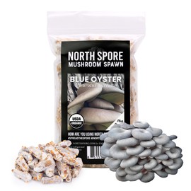 North Spore Organic Blue Oyster (100 ct) Mushroom Plugs for Logs | Premium Quality Mushroom Plug Spawn | Handmade in Maine, USA | Grow Gourmet Mushrooms Outdoors on Logs | Pleurotus ostreatus