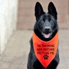 Funny Dog Bandana in Training Ask Before Petting Me Triangle