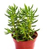 Live Crassula Succulent Plant – Fully Rooted 4-Inch Crassula Succulent