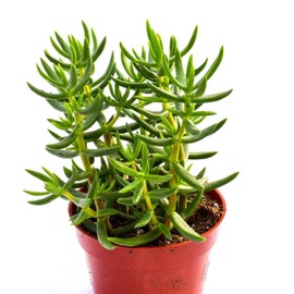 Live Crassula Succulent Plant – Fully Rooted 4-Inch Crassula Succulent (Crassula Tetragona)