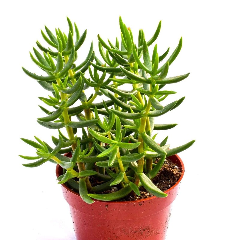 Live Crassula Succulent Plant – Fully Rooted 4-Inch Crassula Succulent