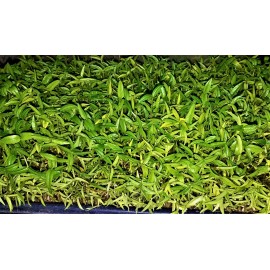 Happy Rock Pets Mung Beans Organic - 32 oz.