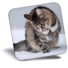 Destination Vinyl ltd Fridge Magnet - Cute Tabby Kitten Cat in Snow for Office, Cabinet and Whiteboard, Magnetic Stickers, 44808