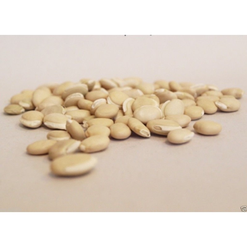 Hyacinth Bean Vine ~100 Seeds White,great for Trellis, -Beautiful