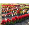 SeedsUP - 250+ Seeds Plumed Cockscomb Mix - Celosia -