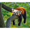 Calendar Ink, Red Pandas WWF 2025 Wall Calendar