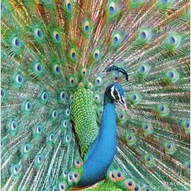 Really Wild Cards Peacock Photograph With Sound Effect Greeting Card