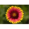 Flowers 200+ INDIAN BLANKET FLOWER SEEDS | HEIRLOOM NON-GMO 🌻