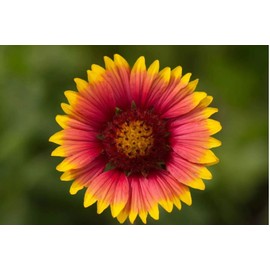 Flowers 200+ INDIAN BLANKET FLOWER SEEDS | HEIRLOOM NON-GMO 🌻 HUMMINGBIRD BEE MAGNET US