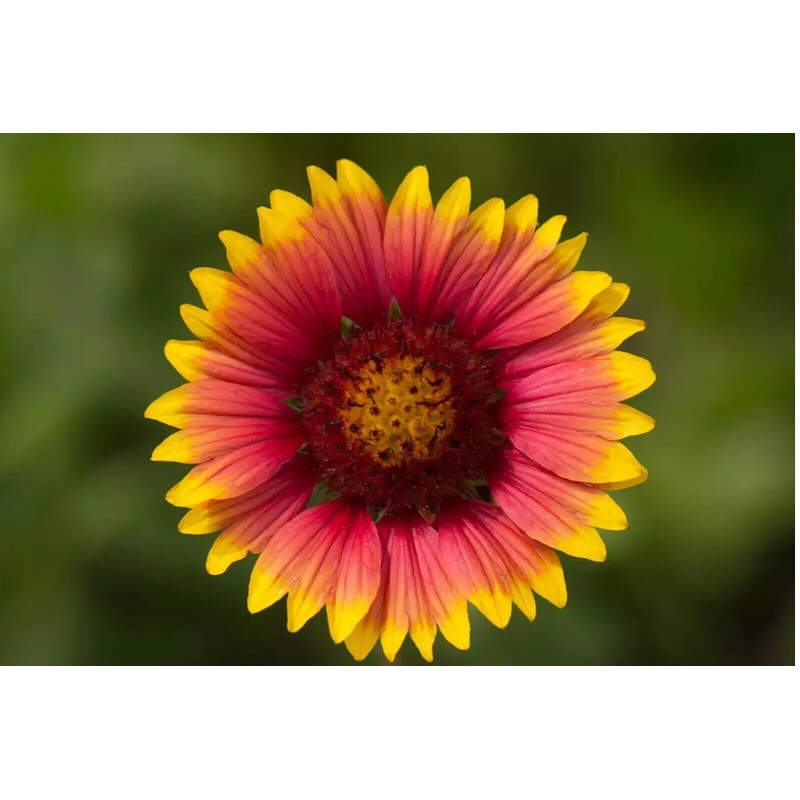 Flowers 200+ INDIAN BLANKET FLOWER SEEDS | HEIRLOOM NON-GMO 🌻