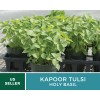 Fresh Basil, Kapoor Holy Tulsi - 250 Seeds, Heirloom Herb