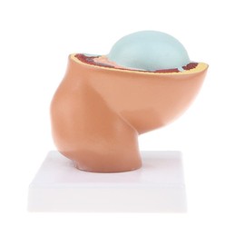 Colcolo 9th Month Baby Fetus/Foetus Human Fetal Development Model