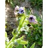 Fresh 2,000 CYNOGLOSSUM CRETICUM Seeds "Blue Hound's Tounge" Bulk Annual