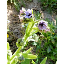 Fresh 2,000 CYNOGLOSSUM CRETICUM Seeds "Blue Hound's Tounge" Bulk Annual Wildflower