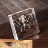 Taxidermy Bat Skeleton, Real Bats Animal Bones Specimens Resin Animals