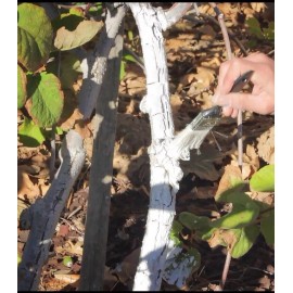 IV Organic White Wash, 1 Pint (WHITE)