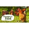 Foragers Feed Peck & Play - Chicken Treat Cup