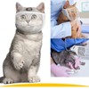 Cat Muzzle, Cat Mask, Mesh Mouth, Cat, Simple, Transparent, Breathable,