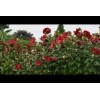 Tallulah's Gardens Honeymoon RED HARDY HIBISCUS~HEIRL