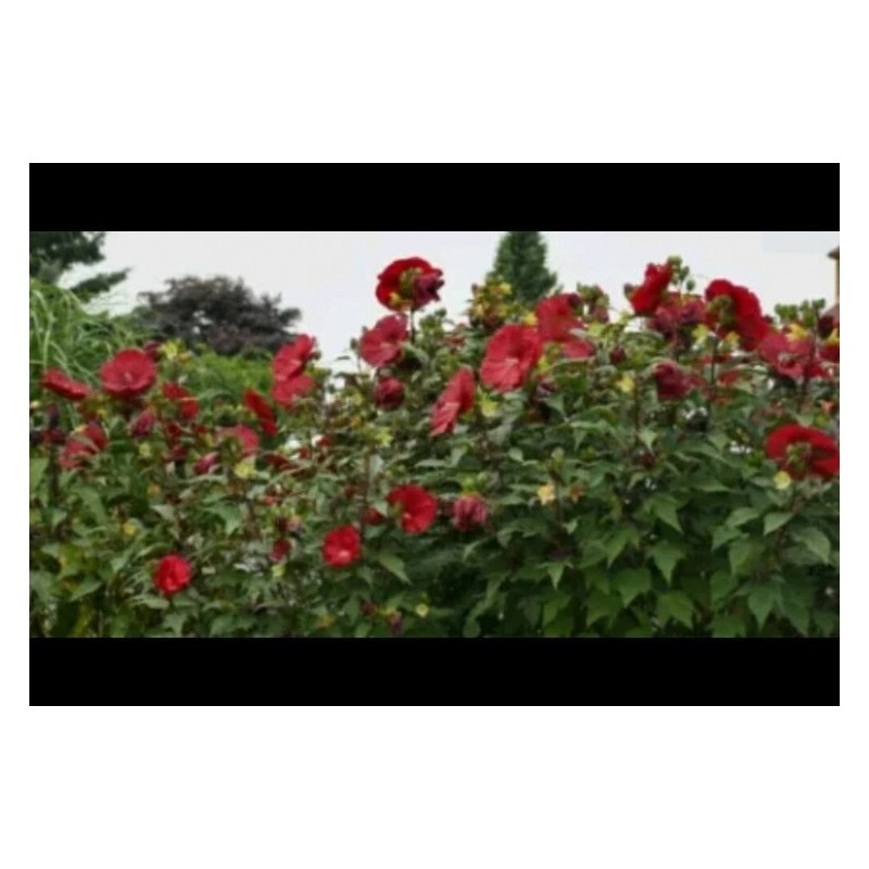 Tallulah's Gardens Honeymoon RED HARDY HIBISCUS~HEIRL